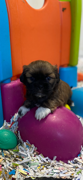 Lhassa Apso