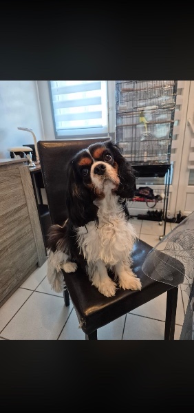 Cavalier King Charles