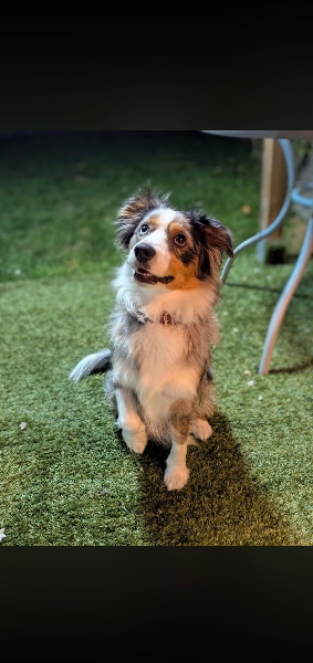 Berger Américain Miniature