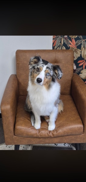 Berger Américain Miniature