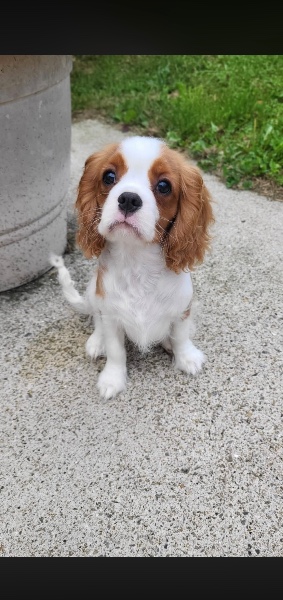 Cavalier King Charles