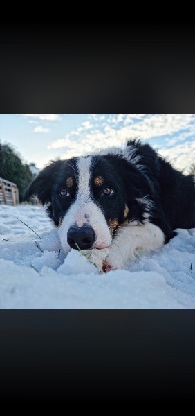 Border Collie