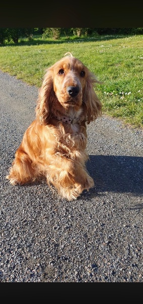 Cocker Anglais 