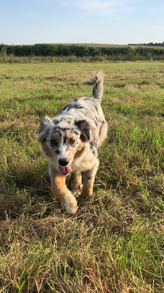 Berger Américain Miniature